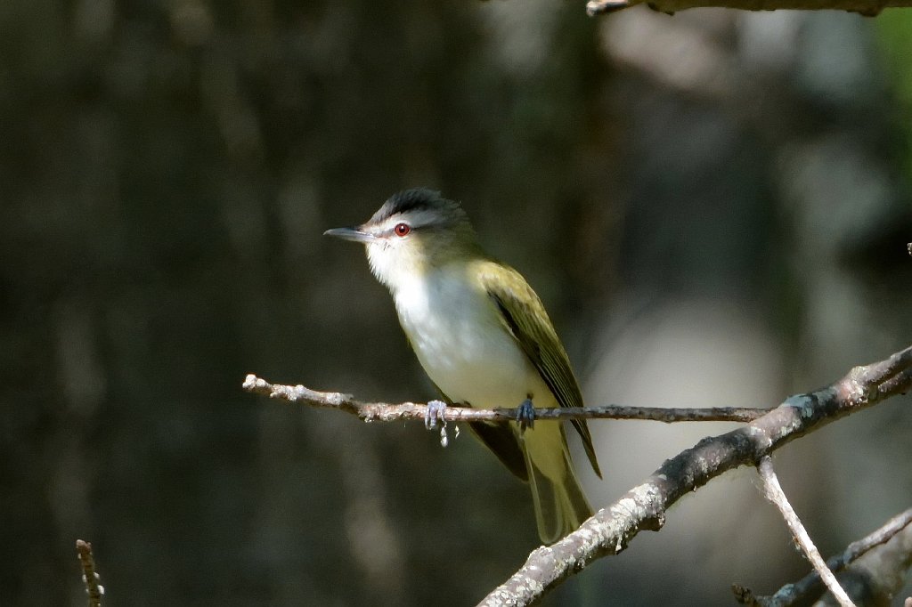 Vireo, Red-eyed, 2015-05176917 Broad Meadow Brook, MA.JPG - Red-eyed Vireo. Broad Meadow Brook Wildlife Sanctuary, MA, 5-17-2015